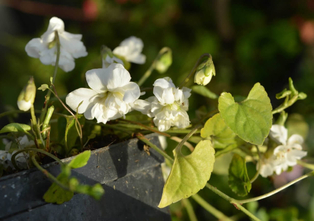 Commercializzazione delle violette di Brazzà
