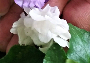 Commercializzazione delle violette di Brazzà