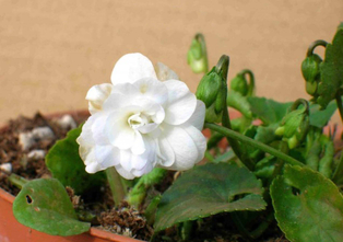 Commercializzazione delle violette di Brazzà